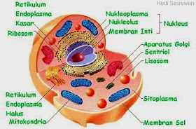 Organel sel hewan dan fungsinya