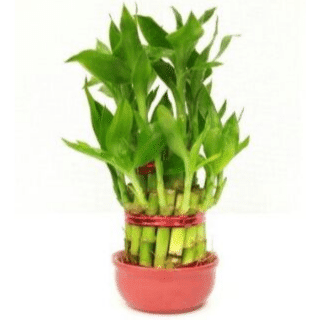 Lucky Bamboo Plant