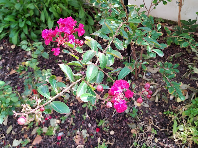 Árbol de Júpiter (Lagerstroemia indica (L.) Pers.)