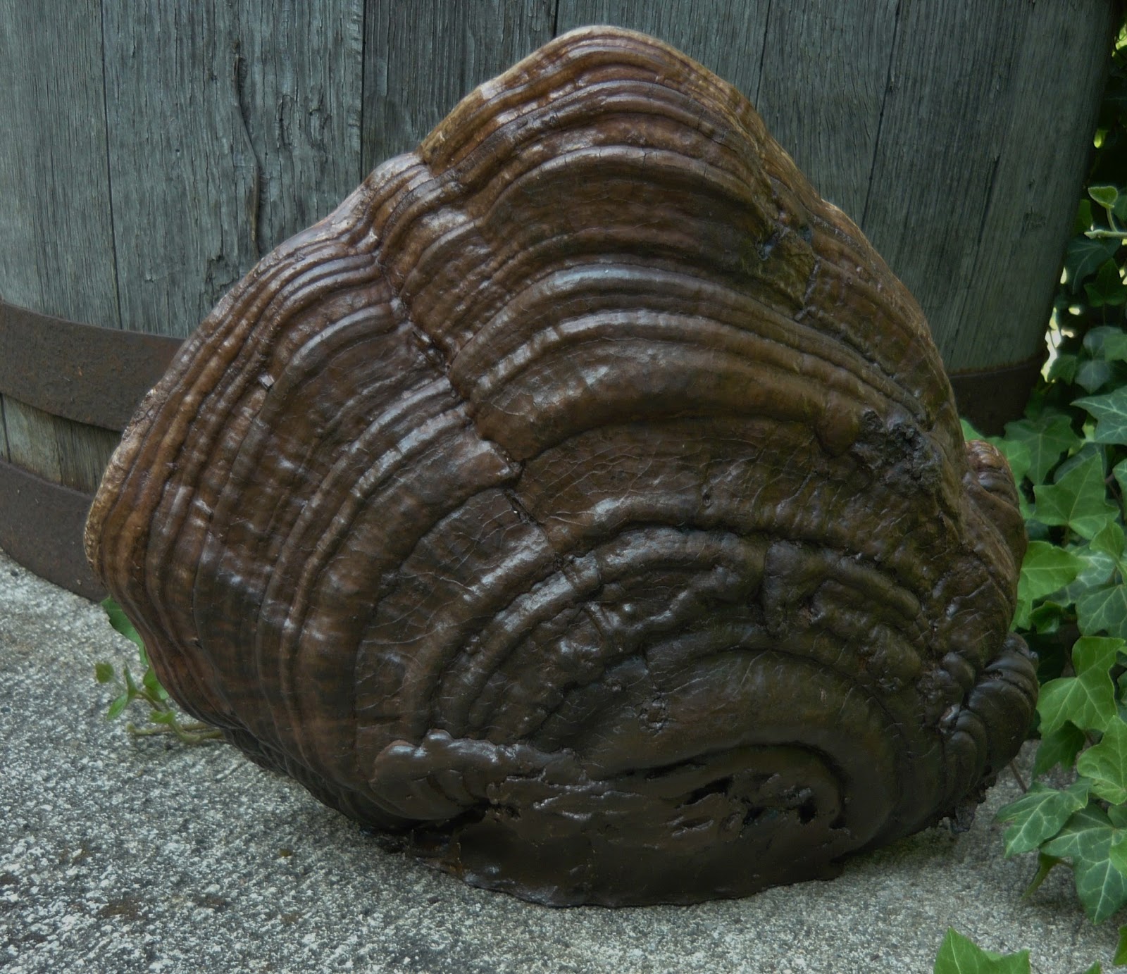 MAGIC BRUSH STUDIO OOAK ORIGINAL ART ON TREE FUNGUS UNIQUE! on ebay this week