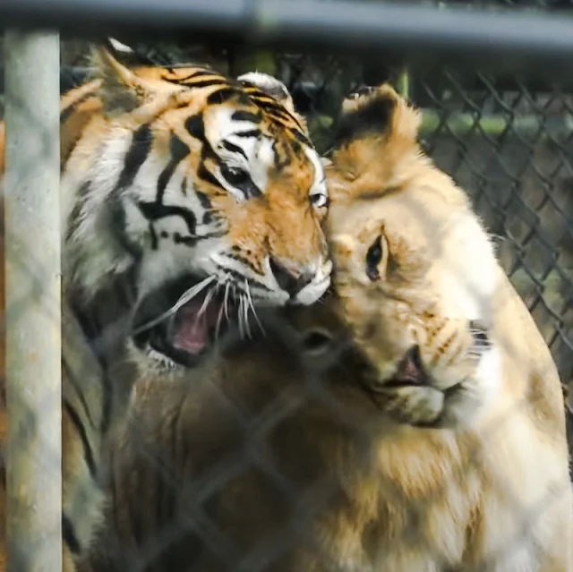 Captive tiger and lion are best friends