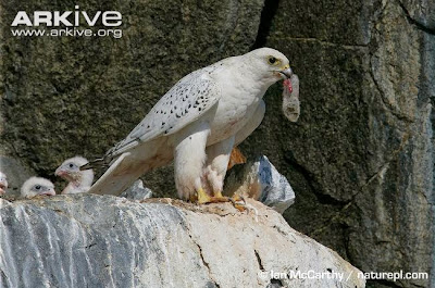 Halcón gerifalte Falco rusticolus