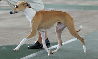 Greyhound Puppy Picture