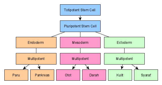 Stem Sel