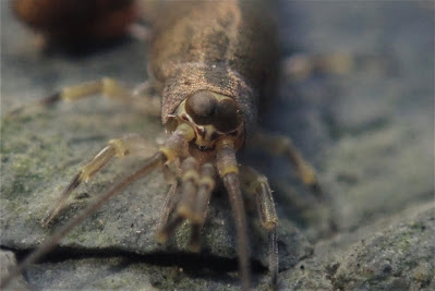 Petrobius maritimus Petrobius maritimus