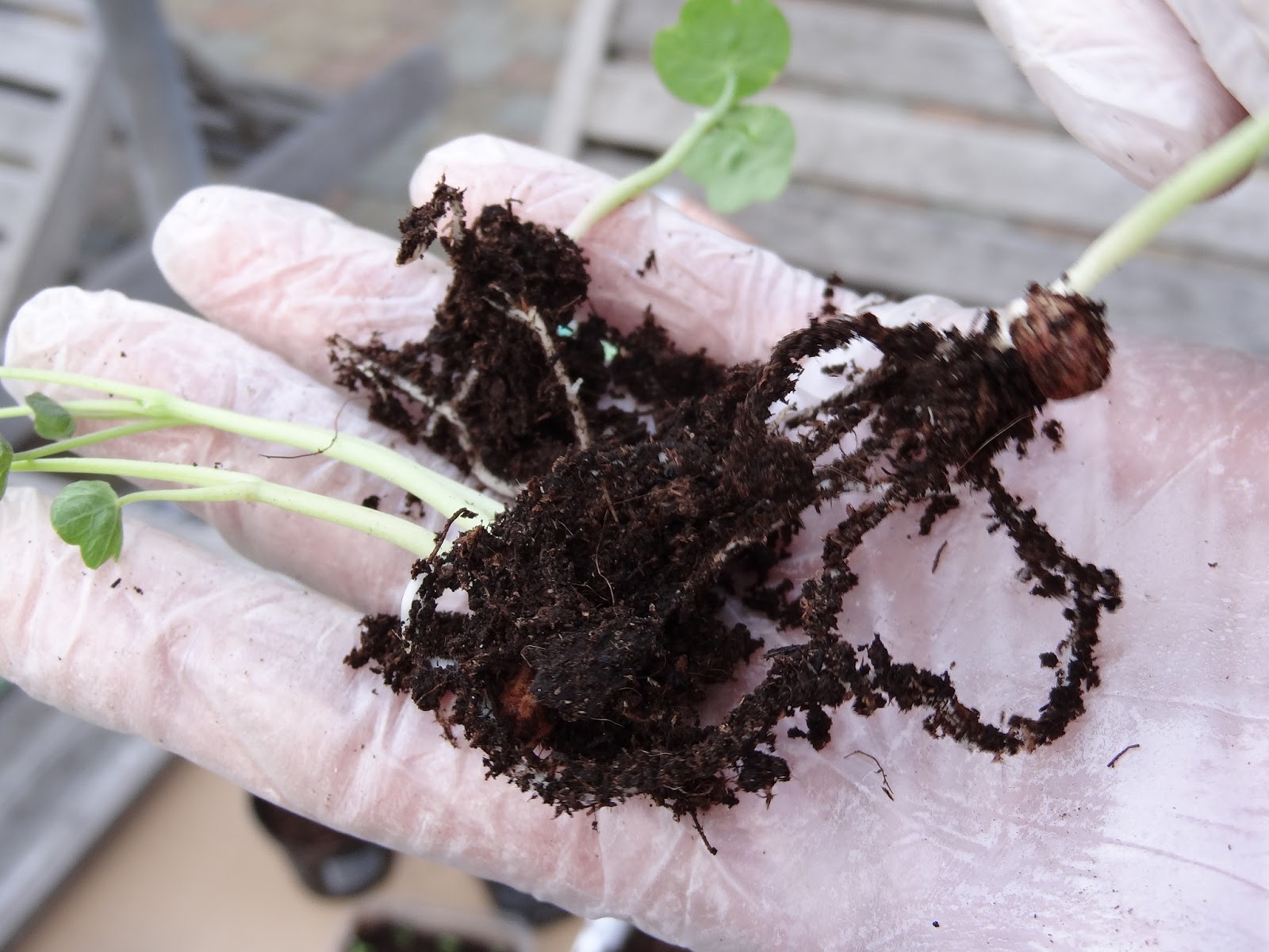 Juf Sahin. thema van zaad tot plant 3de kleuterklas