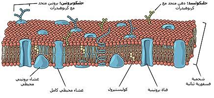 غشاء الخلية