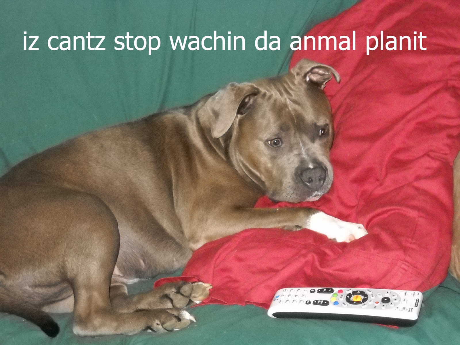 Pitter Patter REALITY TV FOR DOGS