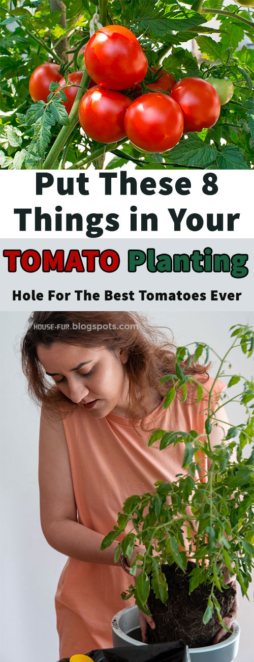 8 THINGS TO PUT ON YOUR TOMATO PLANTING HOLE