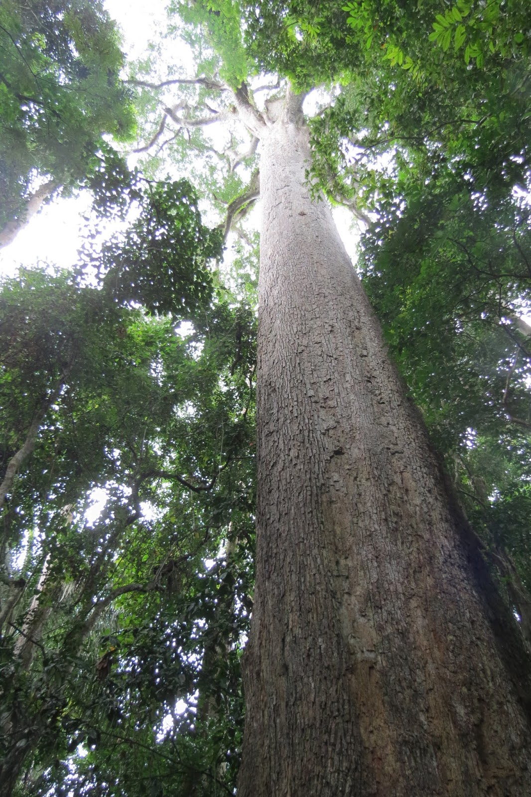 Dewdrops of Joy The Largest Tree in West Africa