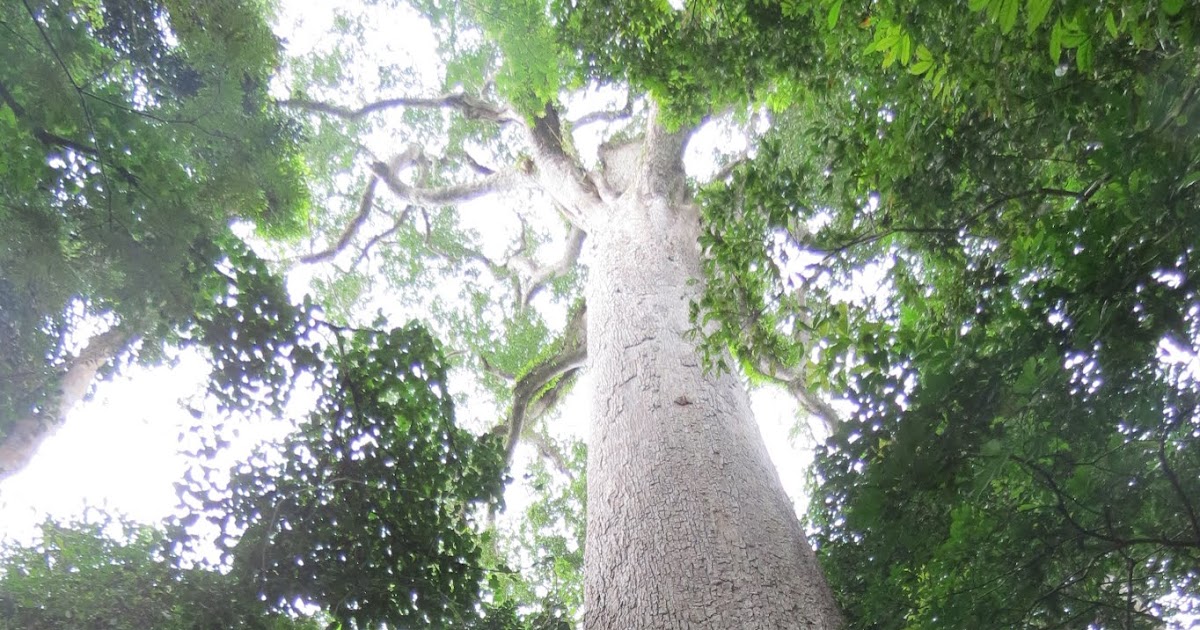 Dewdrops of Joy The Largest Tree in West Africa
