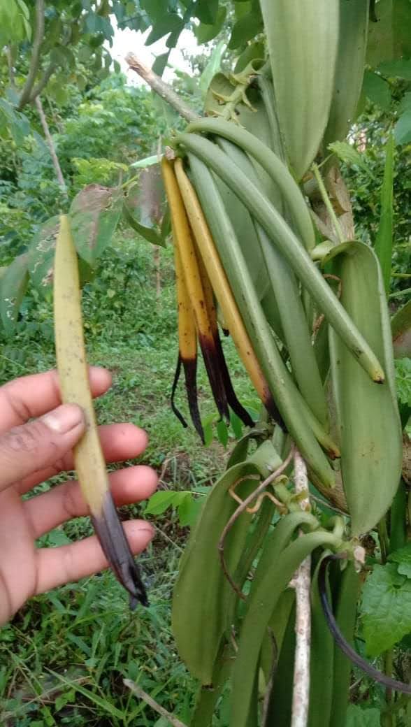 Bali vanilla beans Fresh from farm