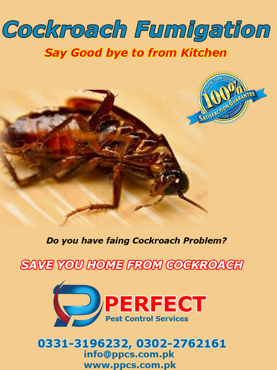 Perfect Pest Control Services Termite Proofing Treatment Bedbugs