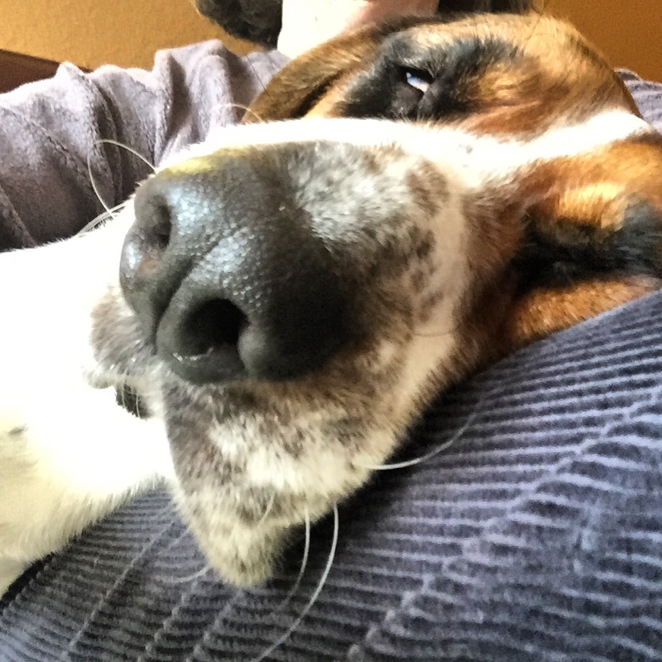 Cinnamon the Traveling Coonhound Kennel Cough and Pneumonia A rough week