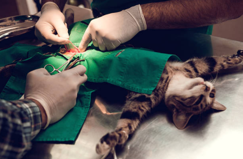 cirurgia-gato-surgery-cat-veterinary-veterinarian