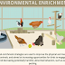 All It Takes to Keep a Chicken Happy #infographic