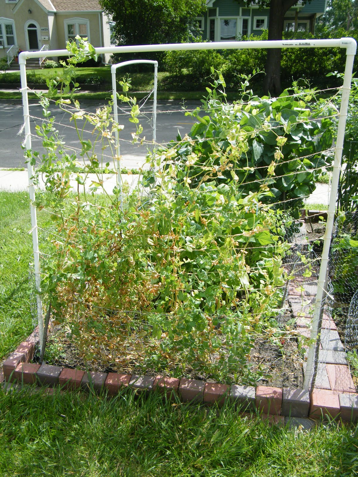 Fall Veggie Planting Schedule Zone 3-4 - Minneapolis Homestead