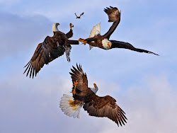 eagle birds lovable bald wallpapers flying