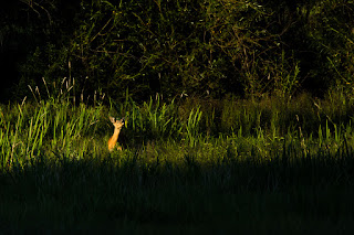 Naturfotografie Wildlifefotografie Lippeauen Nikon Reh Ricke