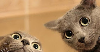 Imagens Encantadoras De Gatos Fofos Lindos E Engraçados Para Sorrir e Se Encantar.