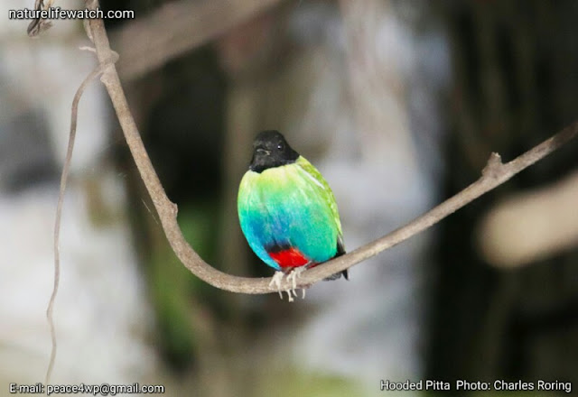 Hooded Pitta in rainforest of Tambrauw regency of Indonesia