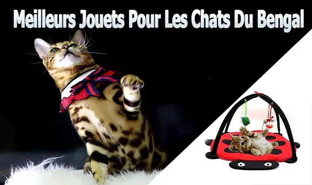 Meilleurs Jouets Pour Les Chats Du Bengal