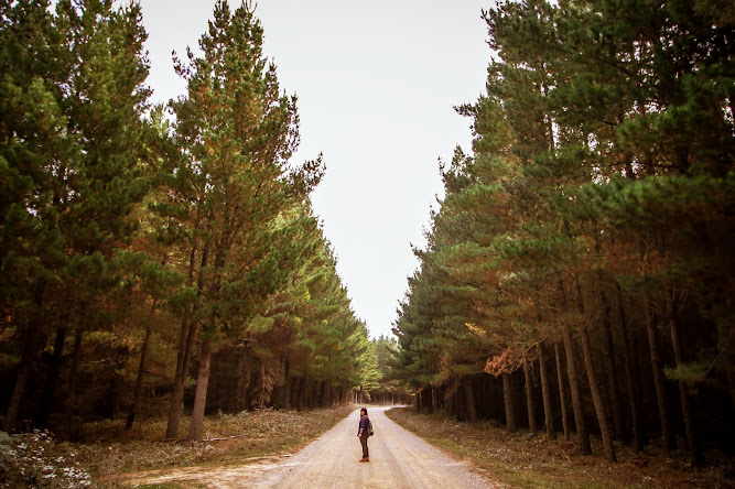 State Forests at Black Springs Oberon NSW