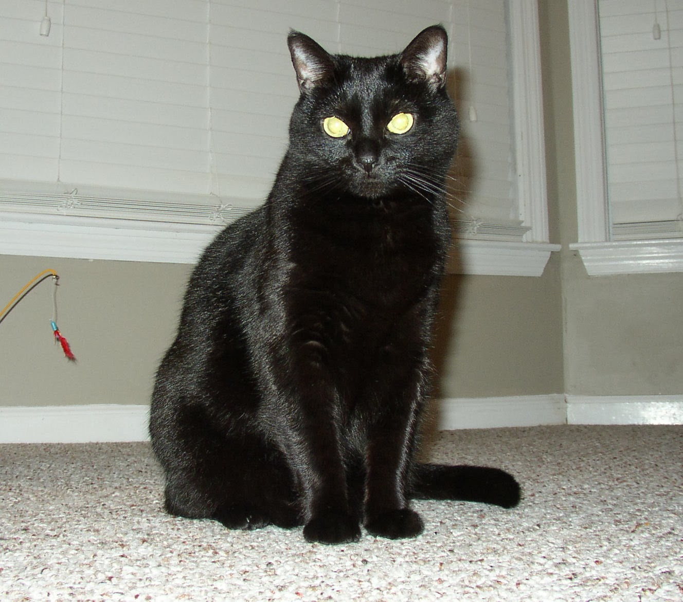 Черная кошка в доме хорошо. Чёрный кот. Черный кот сидит. Большой черный кот. Беспородистые кошки черные.
