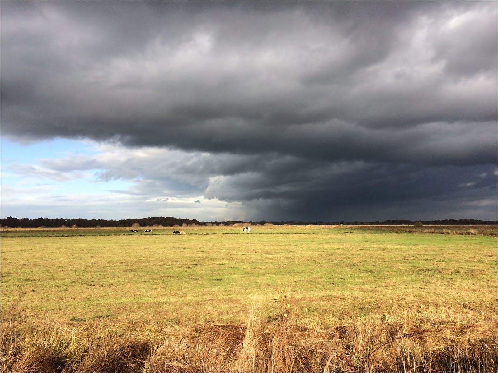 Aus dem Leben eines Entlebucher Sennenhundes 2018