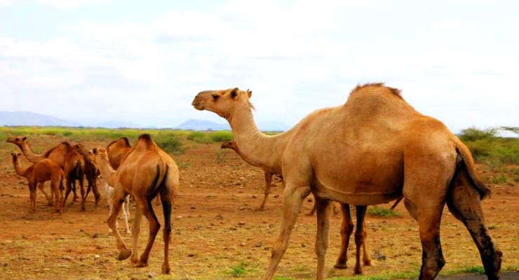 National Reasearch Centre on Camel, Bikaner tourist places