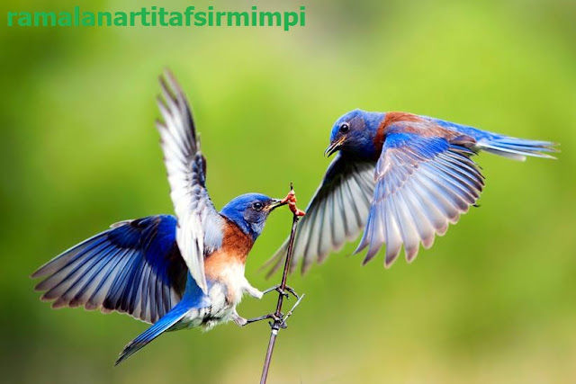 23 Arti Mimpi Burung : Menangkap Burung, Melihat Burung dan Memberi