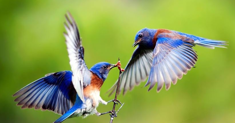 16+ Arti Mimpi Bermain Dengan Burung