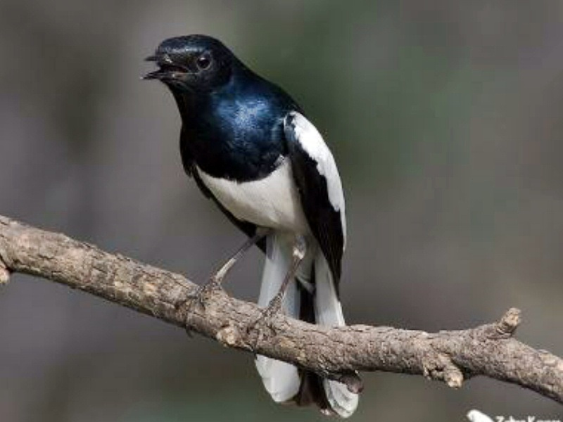 Cara Merawat Burung Kacer Agar Gacor Dan Anti Mbagong