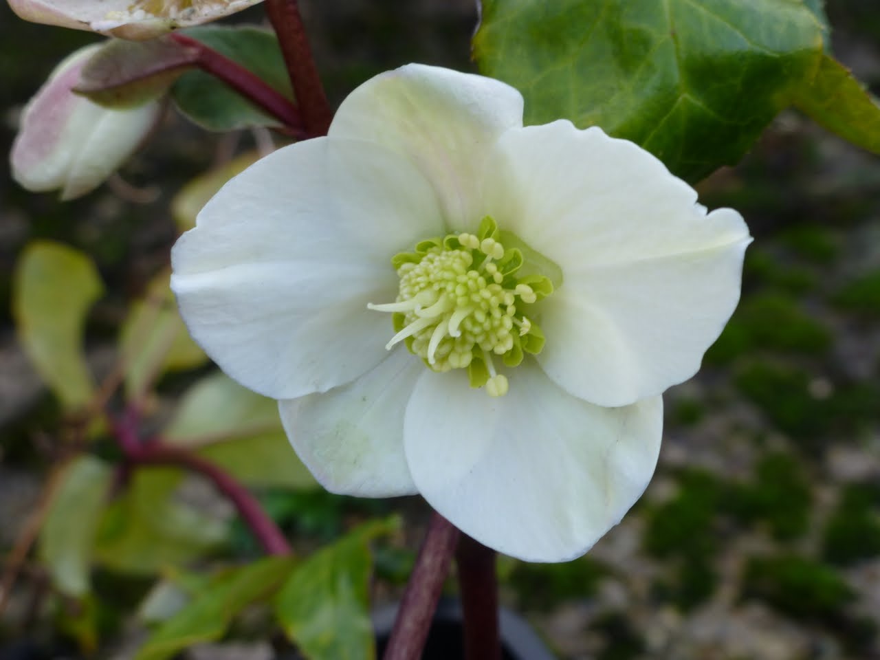 Mrs Thomasina Tittlemouse The Legend of the Christmas Rose
