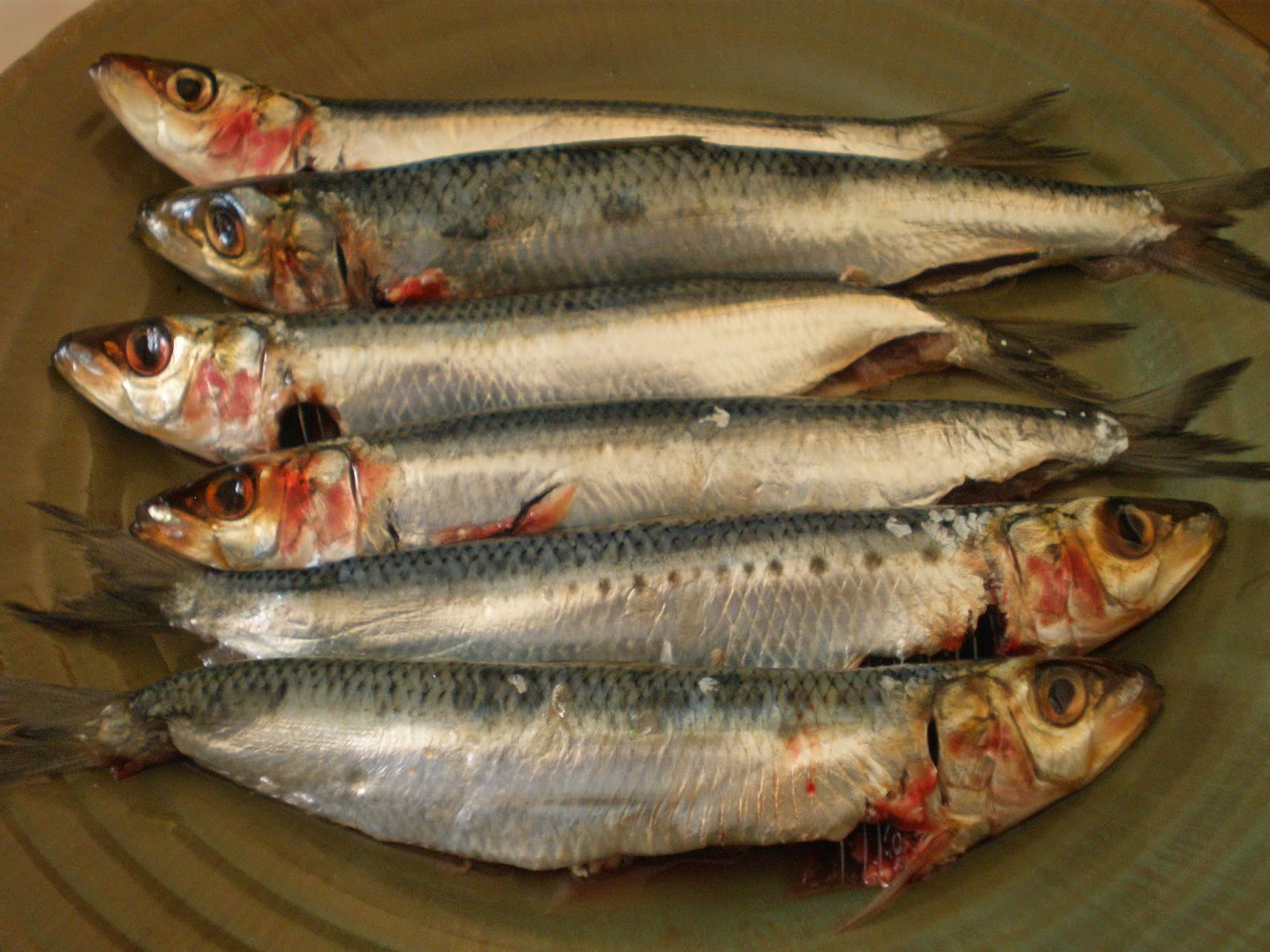 The InTolerant Chef ™ Sardines with Blood Orange and Bay Leaves