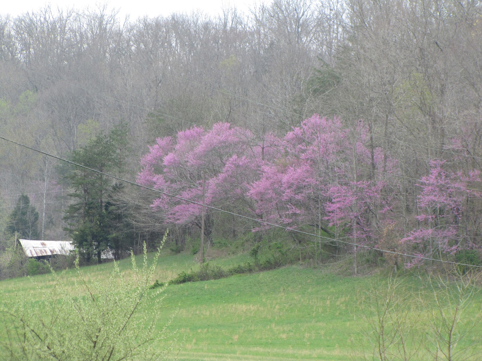Appalachian Heartbeat A Spring Journey Along the Roads of Kentucky