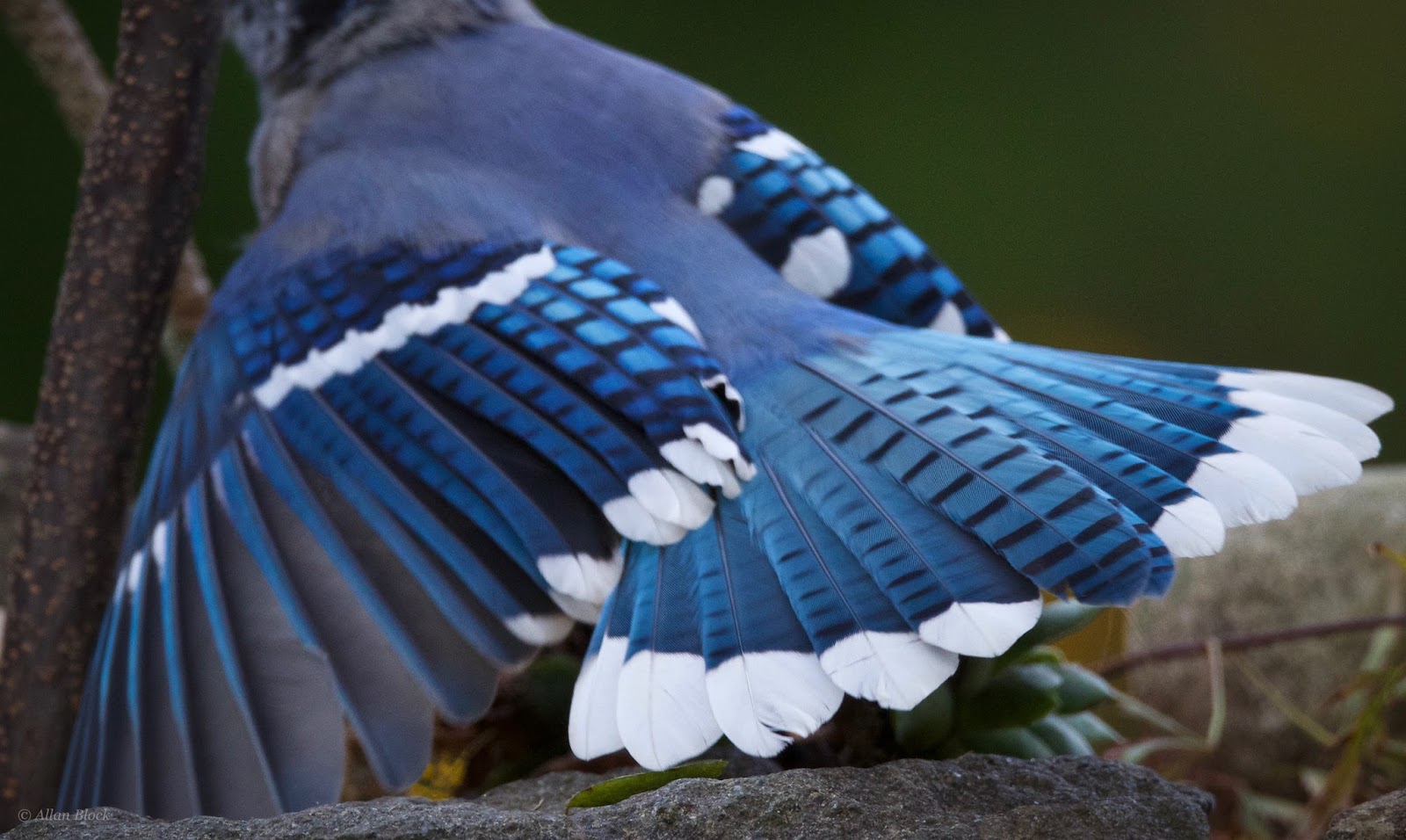 Feather Tailed Stories Blue Jay feather-tailed-stories-blue-jay