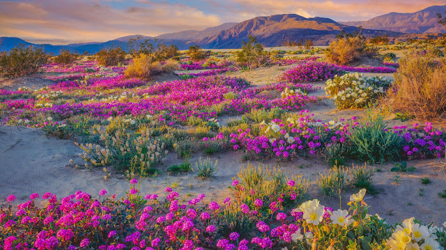 flores coloridas en el desierto anza-borrego California