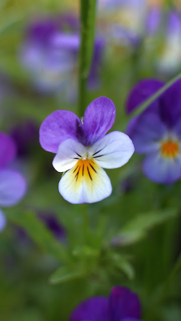 Viola Tricolor Desktop and iPhone Wallpaper