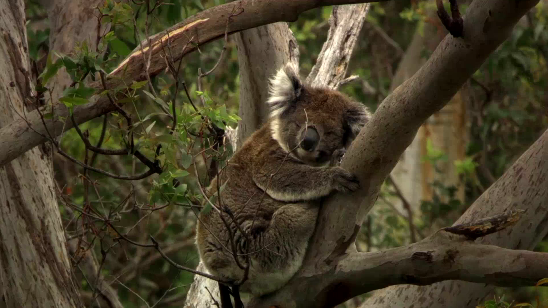 Asadal Hidden Australia (2020)