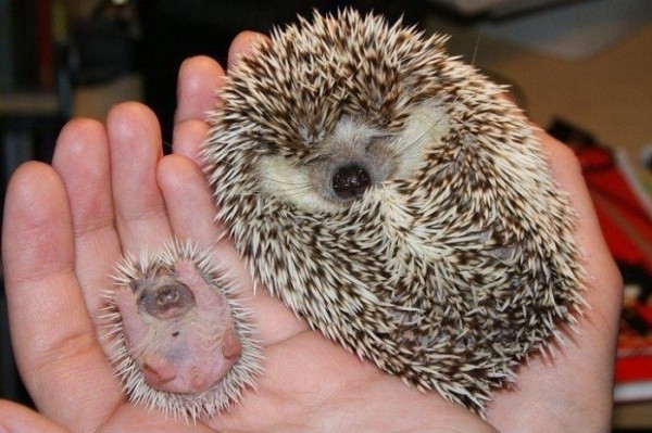 baby animals, cute animals, baby porcupine