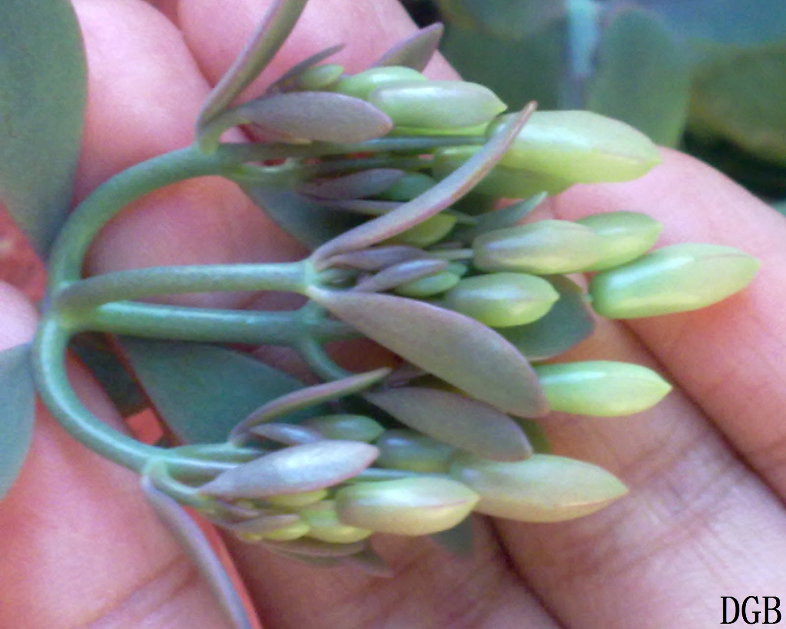 Mi colección Kalanchoe fedtschenkoi