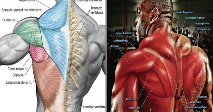 Muscle Trapez
