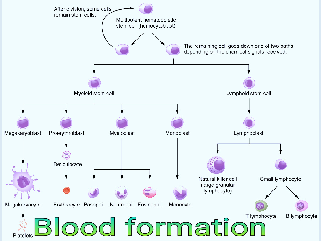 हमारी बॉडी में ब्लड कैसे बनता है ?? blood kaise banta hai