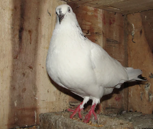 pigeon, pigeon breeds, pigeon rearing, pigeon photo, pigeon, images, pigeon picture, white pigeon, pigeon farming