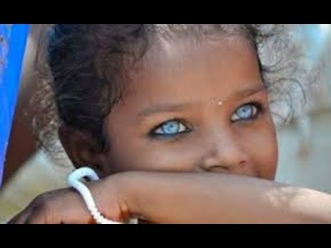 lingon tribe lingon tribe