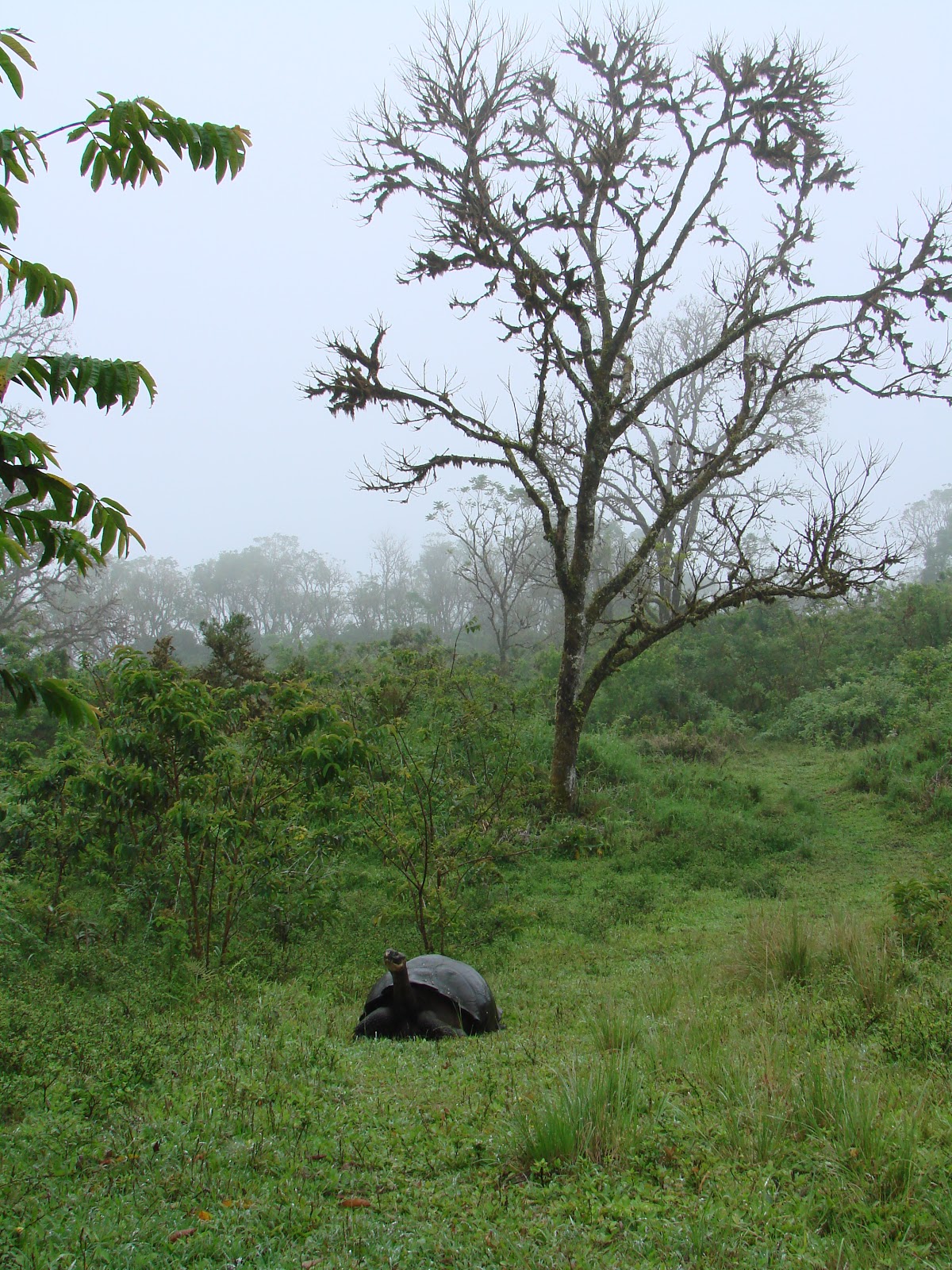 My Peruvian experience: Huge tortoises!