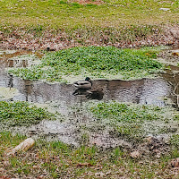 Male & female Mallard duck in water