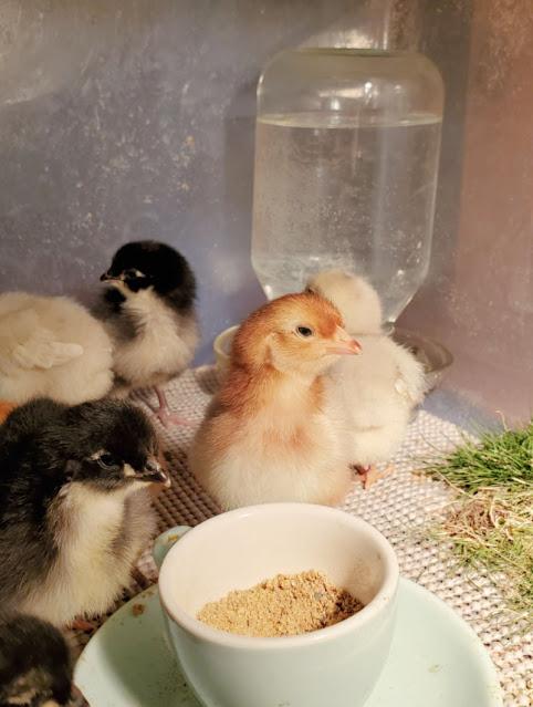 chicks with feed and water