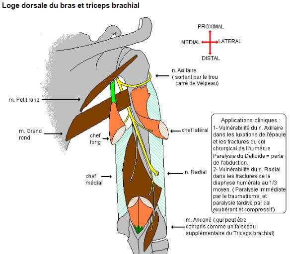 √ Myologie du bras Loge antérieure, Loge postérieure
